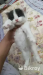 High quality mix breed